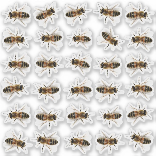 30 Pegatinas de mimbre de abeja miel de tamaño nat (Anverso)