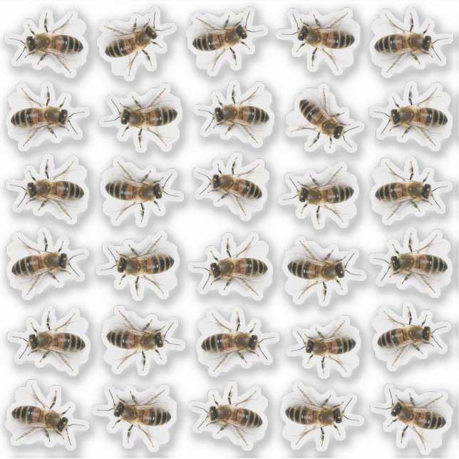 30 Pegatinas de mimbre de abeja miel de tamaño nat (Anverso)