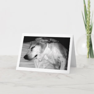 311 Tarjeta de Rocas de Jubilación