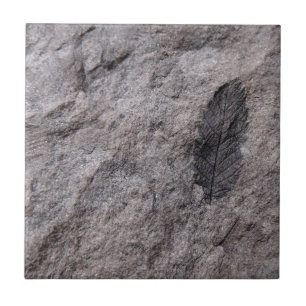 350 millones de años. Teja decorativa fósil de l