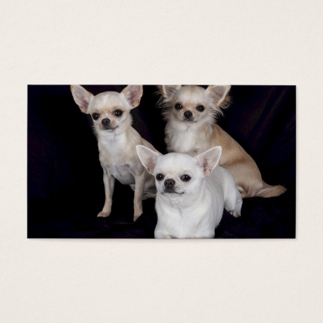 3 chihuahuas (Frente)