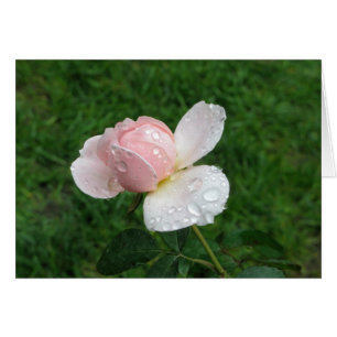 3 color de rosa antiguos