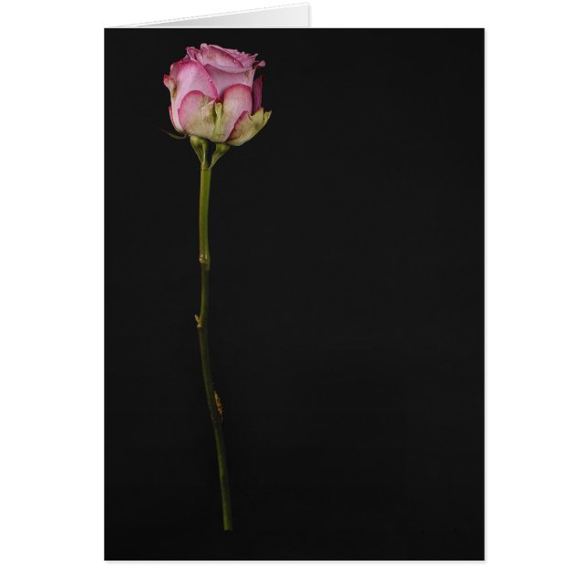3 color de rosa rosados (Frente)