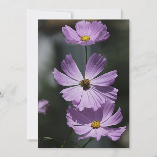 3 Cosmos - Tarjeta de felicitación plana (Anverso)