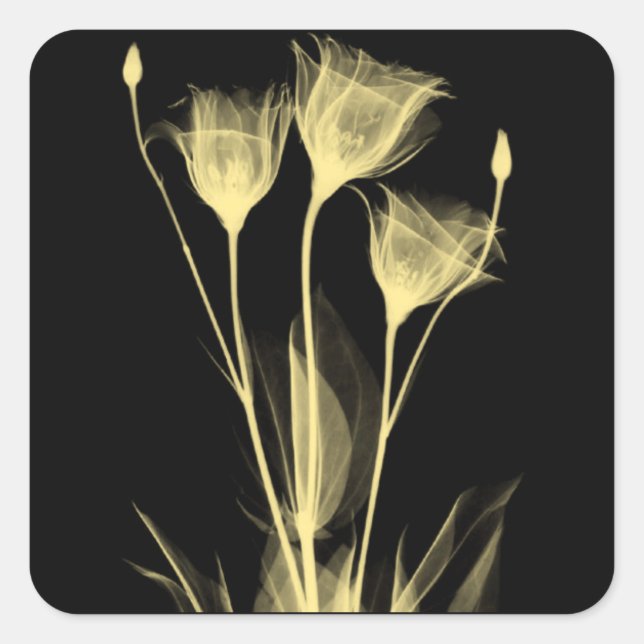 3 flores de rayos X etiqueta de vino (Anverso)