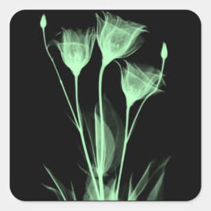 3 flores de rayos X etiqueta de vino