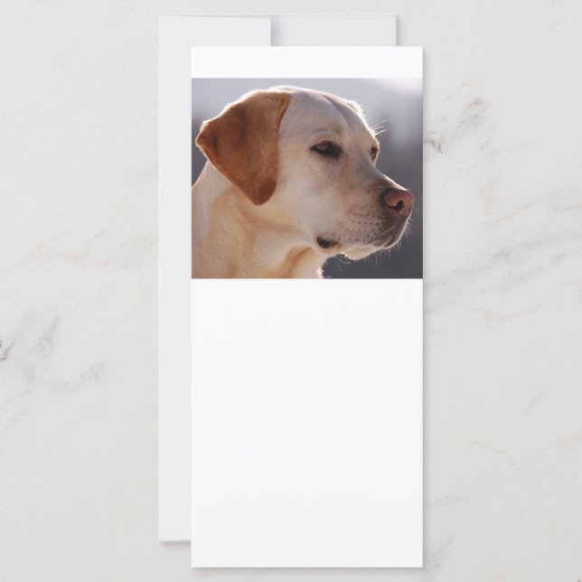 3 Labrador_Retriever (Anverso)