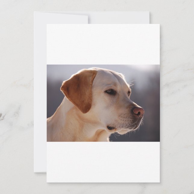 3 Labrador_Retriever (Anverso)