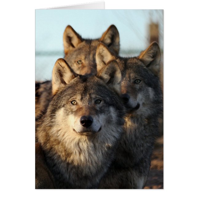 3 lobos (Frente)