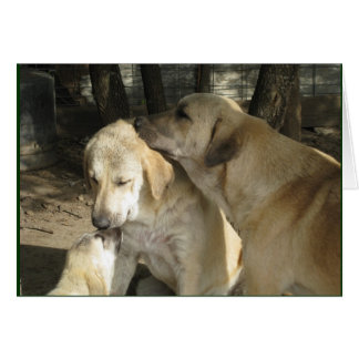 3 pastores de Anatolia
