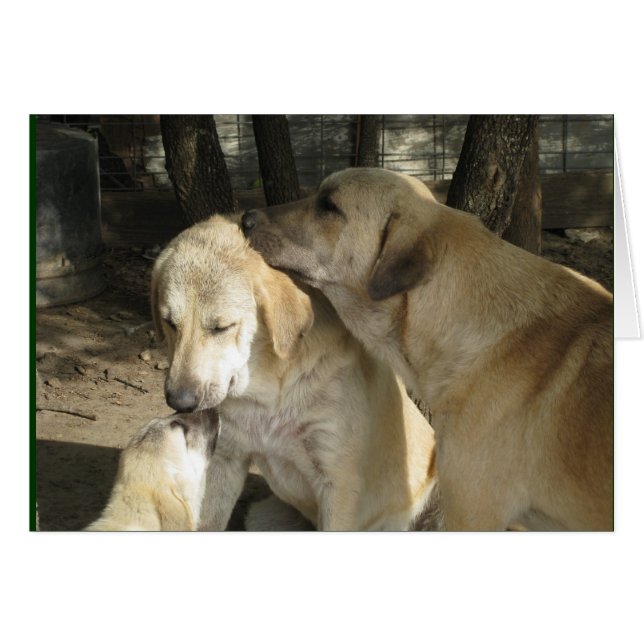 3 pastores de Anatolia (Anverso (Horizontal))