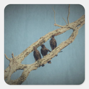 3 Pegatinas de Crows
