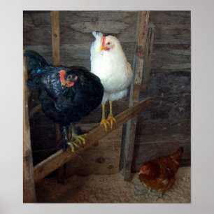 3 Pequeños Posters de gallinas