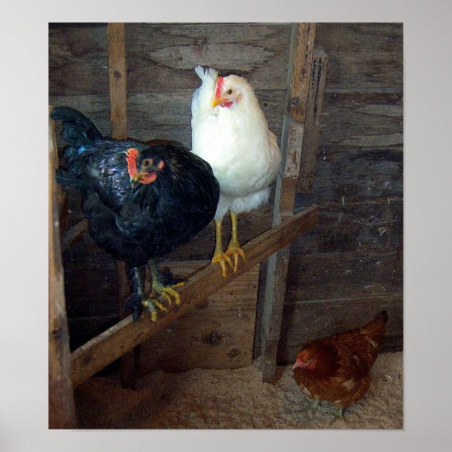 3 Pequeños Posters de gallinas (Frente)