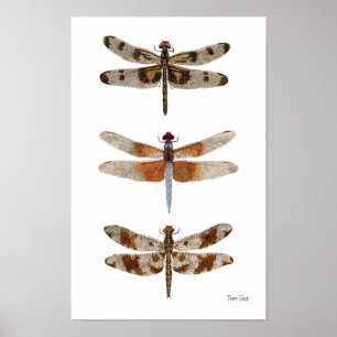 3 Poster de arte de la especie Dragonfly