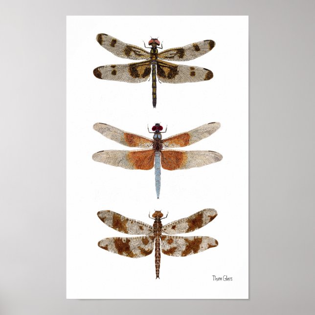3 Poster de arte de la especie Dragonfly (Frente)