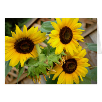 3 Sunflower