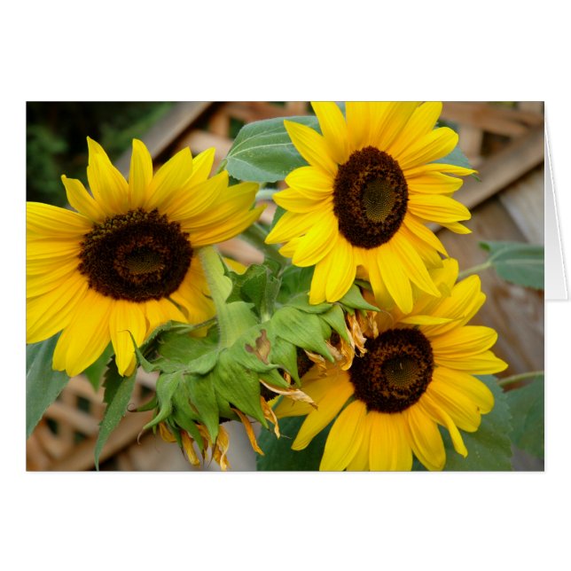 3 Sunflower (Anverso (Horizontal))