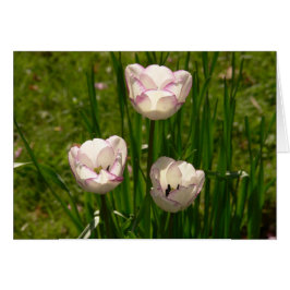 3 Tarjeta de tulipán rosa-blanca
