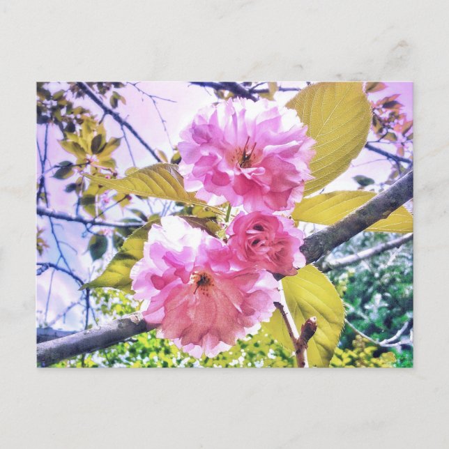 3 TARJETA POSTAL DE LA LUZ DE BLOSSOMS DE ROSA (Anverso)