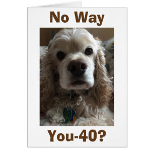 "40" DE NINGUNA MANERA DICE ESTE CUTE COCKER SPANI