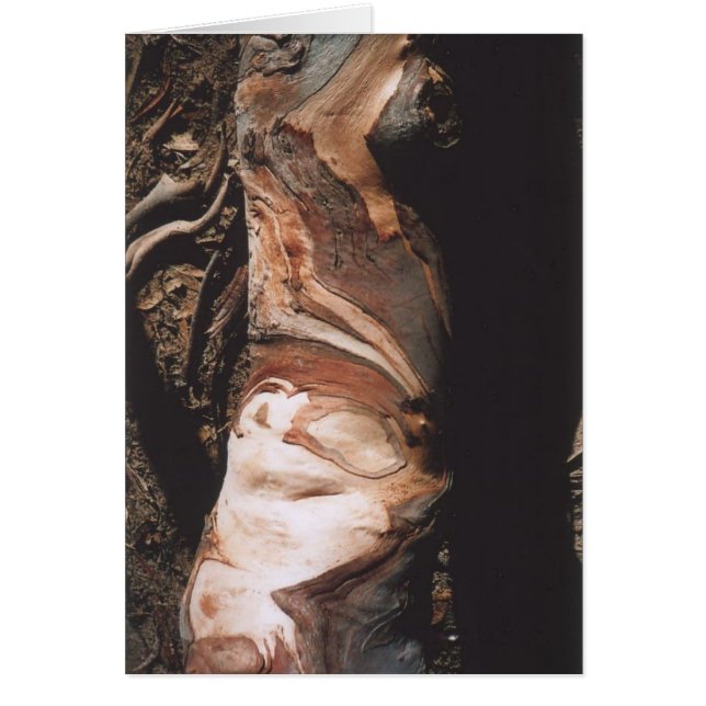 40. Modelos de la corteza, California (Frente)