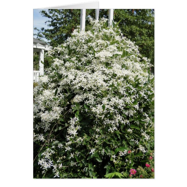 4:8 de la madreselva/de los filipenses (Frente)