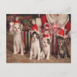 4 Tarjeta para Navidades gatitos