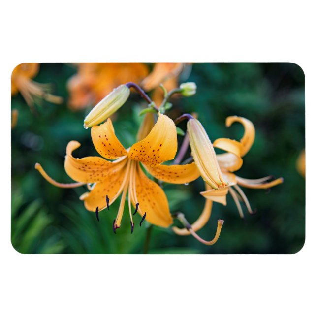 4 x 6 imán plano (Horizontal)