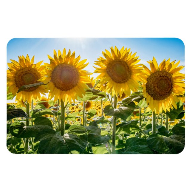 4 x 6 imán plano (Horizontal)