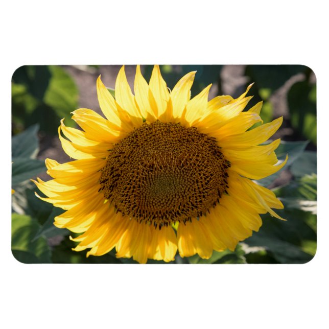 4 x 6 imán plano (Horizontal)