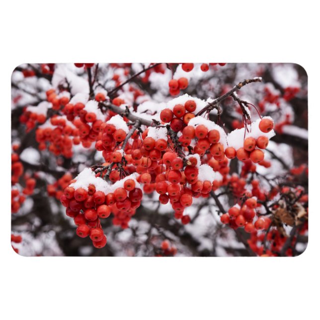 4 x 6 imán plano (Horizontal)