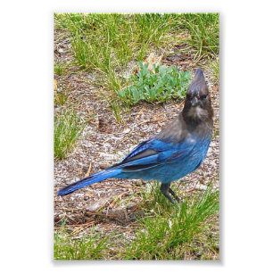 4x6 foto azul jay
