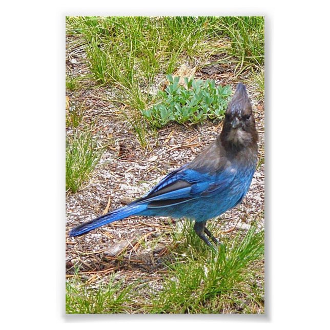 4x6 foto azul jay (Frente)