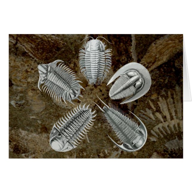 5 Tarjeta Trilobites (Anverso (Horizontal))