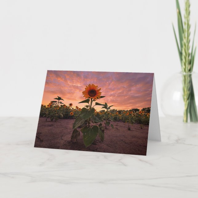 5 x 7 juego de tarjetas de notas en blanco (Anverso)