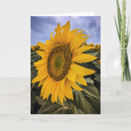 5 x 7 juego de tarjetas de notas en blanco