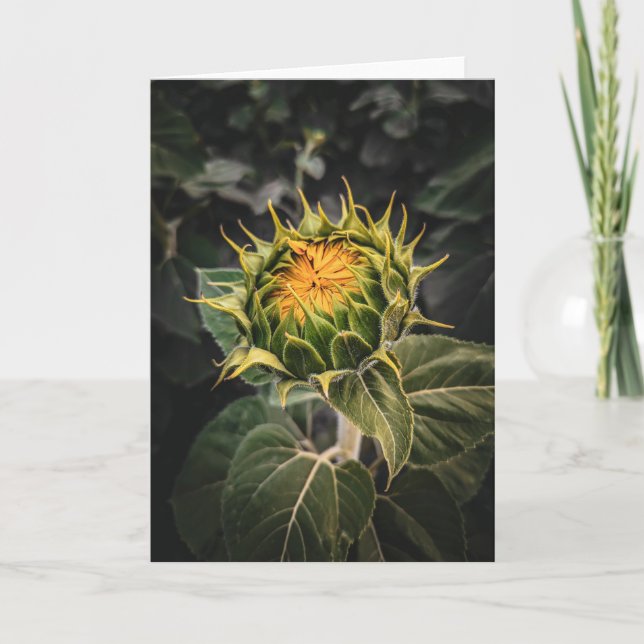 5 x 7 juego de tarjetas de notas en blanco (Anverso)