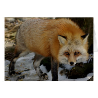 6.ª zorra