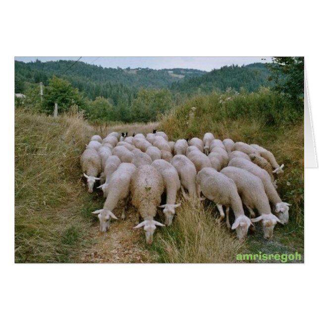 6.º oveja (Anverso (Horizontal))