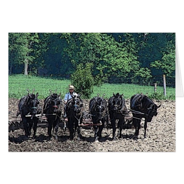 6 Beautiful Draft Horses at Work (Anverso (Horizontal))