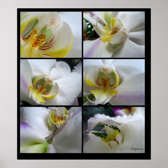 6 Orquídeas Blancas Posters de Falenopsis (Frente)