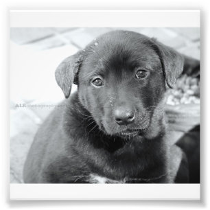 6" x 4", papel profesional de la foto de Kodak