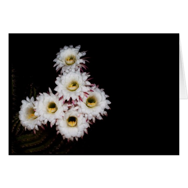 6pence las flor de cactus más ricas (Anverso (Horizontal))