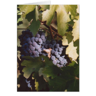 85. Uvas iluminadas por el sol, condado de Sonoma,