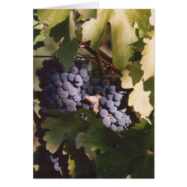 85. Uvas iluminadas por el sol, condado de Sonoma, (Frente)