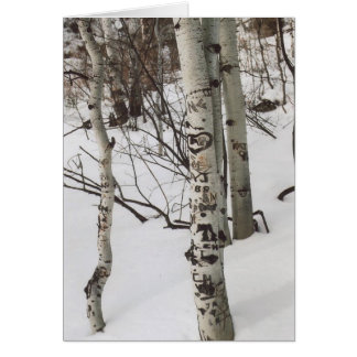 87. Graffit de árboles y nieve prístina, Colorado
