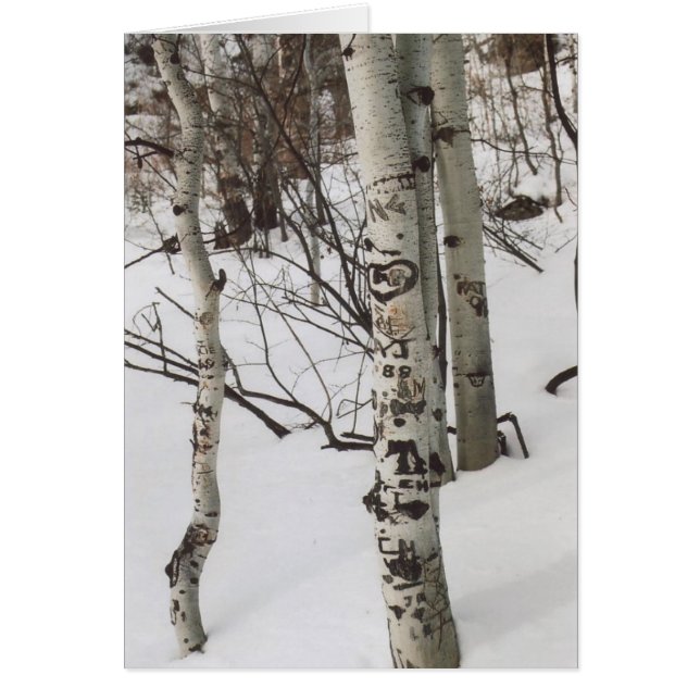 87. Graffit de árboles y nieve prístina, Colorado (Frente)