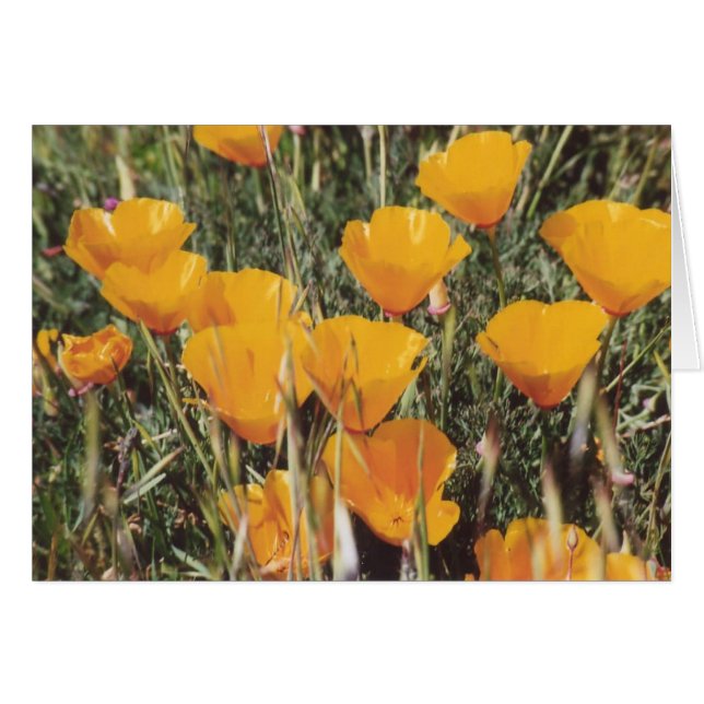 89. California Poppies (Anverso (Horizontal))