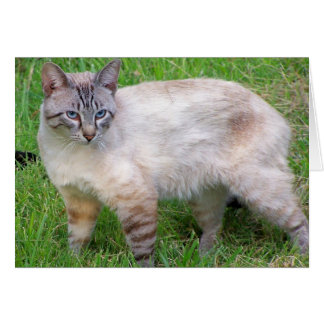9.º gata